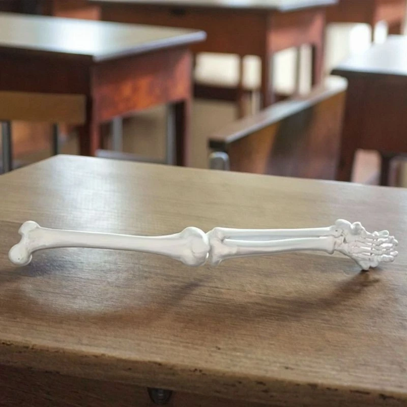 Life-Size Lower Extremity suppliers